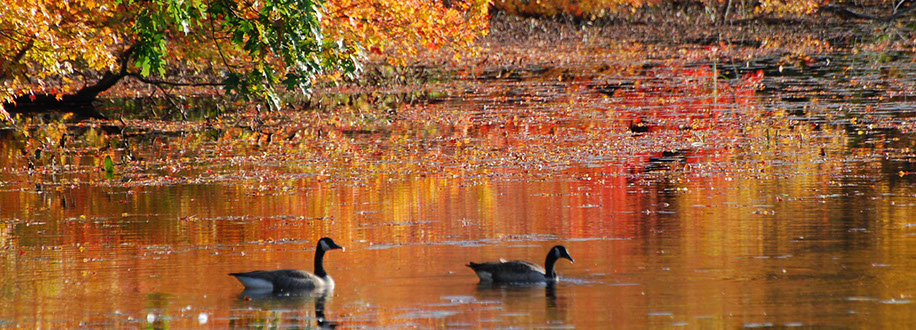 Canada geese in fall New England pond