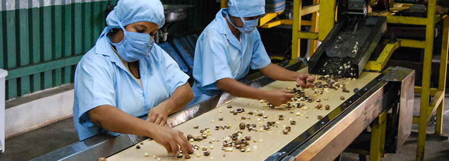 Macadamia nut processing in Costa Rica