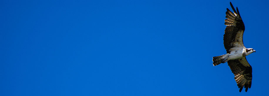 flying osprey at Sacramento National Wildlife Refuge