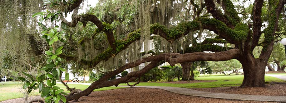 Plantation oak Jekyll Island Club, Georgia