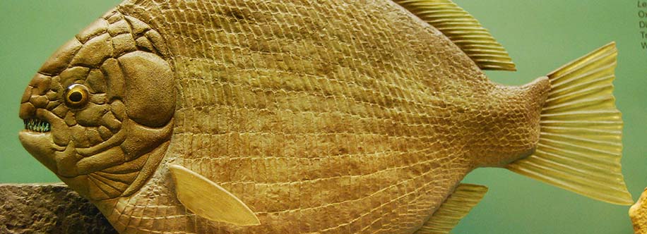 Museum of Ancient Life Lehi, Utah