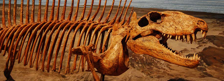 Museum of Ancient Life Lehi, Utah