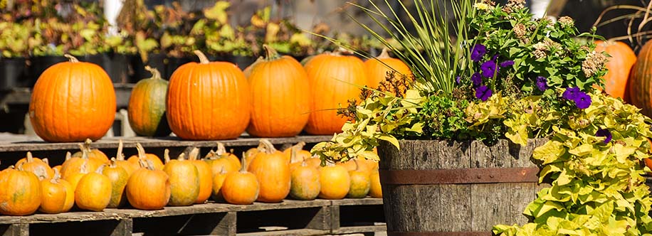 Vermont pumpkin farm during fall celebrations