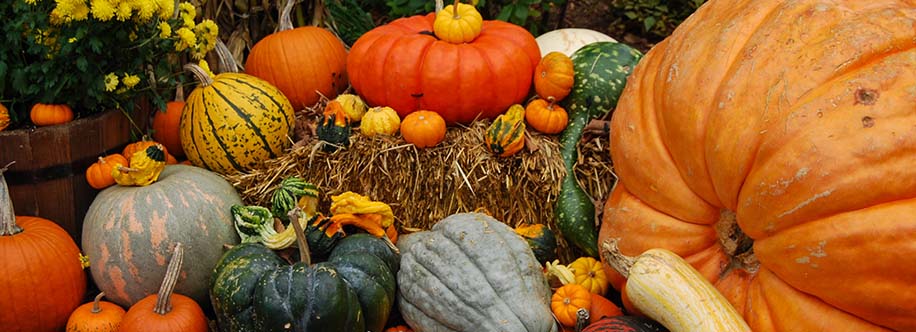 Vermont pumpkin farm during fall celebrations