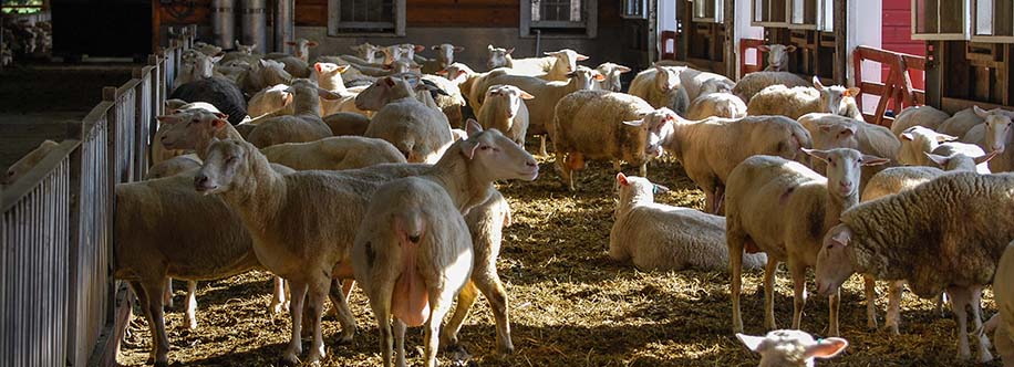 Old Chatham Sheepherding Co. (cheesemakers) Old Chatham, New York