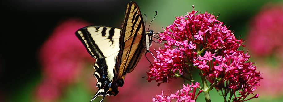 Swallowtail butterfly on flowers in California's gold country