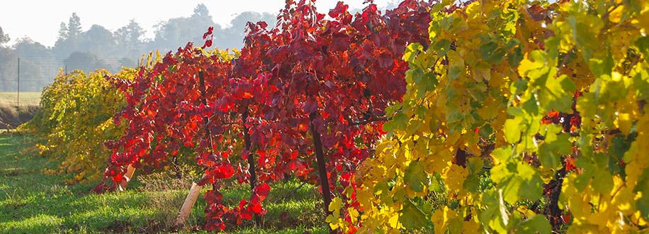 Cooper Vineyards in fall color Shenandoah Valley, California